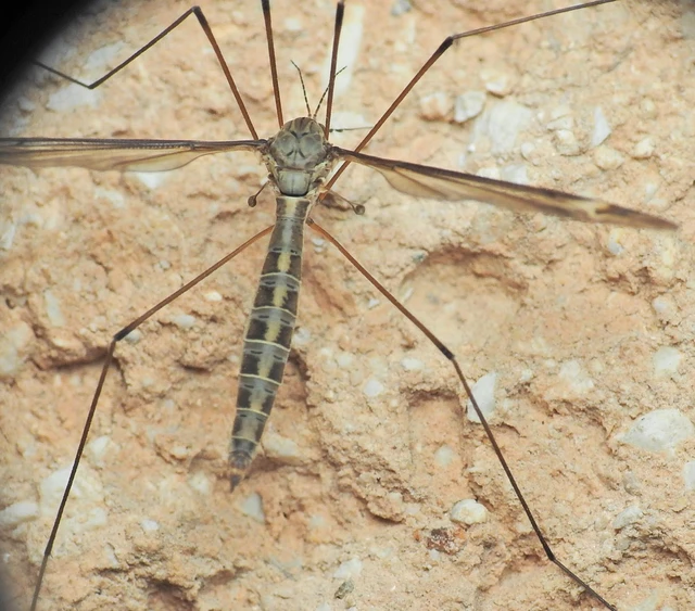 Diptera - Kétszárnyúak