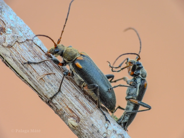 Cortodera humeralis - négyfoltos cserjecincér