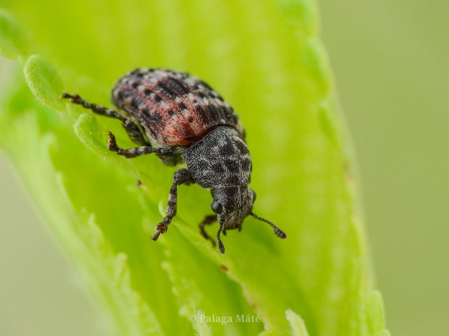 Anthribus fasciatus - foltsoros pajzstetvész-orrosbogár
