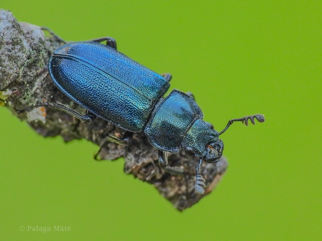Platycerus caraboides - kis fémesszarvasbogár