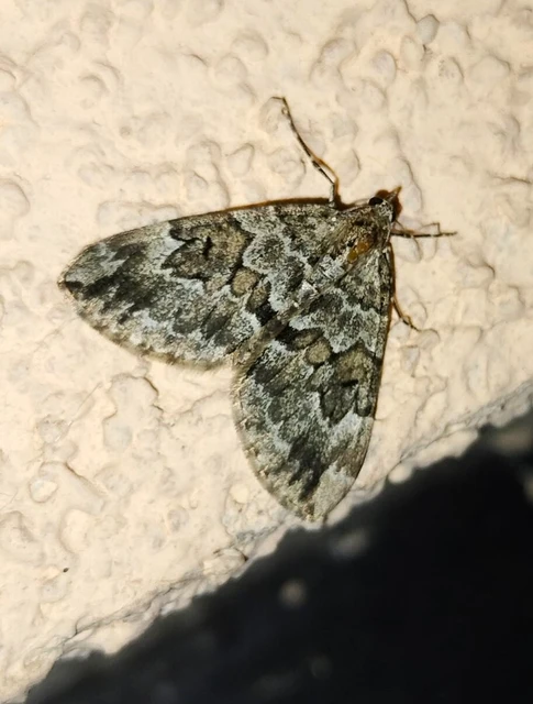 Thera variata/britannica