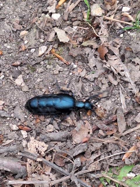 Meloe violaceus - kék nünüke