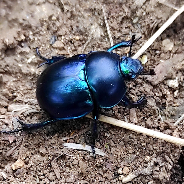 Trypocopris vernalis - tavaszi álganéjtúró