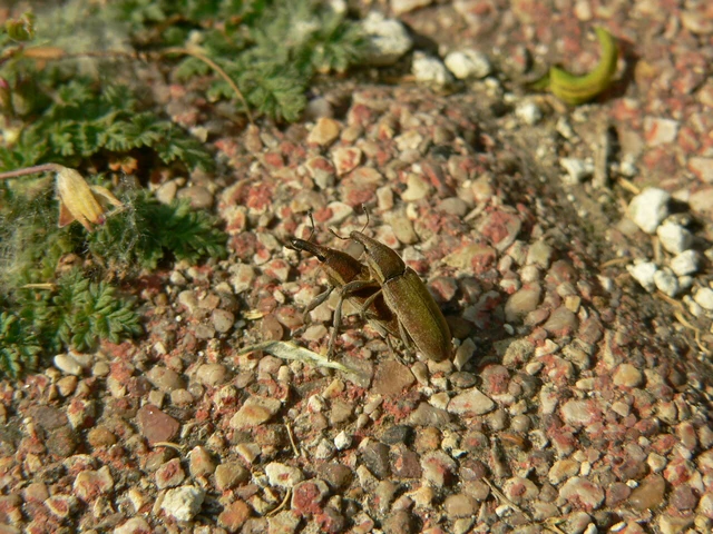 Lixus vilis - gémorr-dudvabarkó