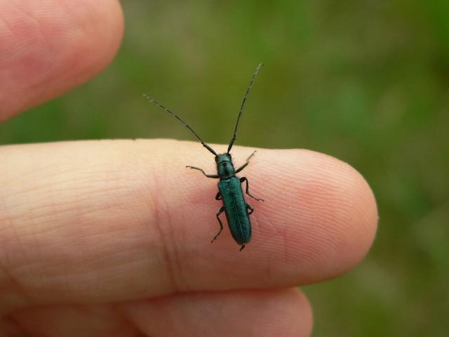 Agapanthia violacea - kék somkórócincér