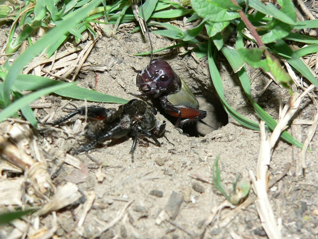 Gryllus campestris - mezei tücsök