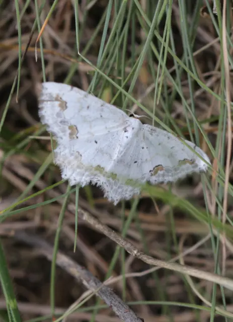 Scopula ornata - díszes fehéraraszoló