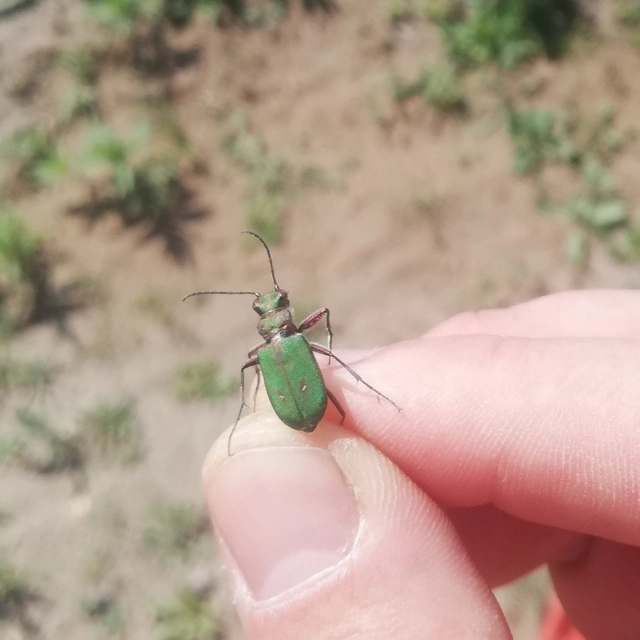 Cicindela campestris - mezei homokfutrinka