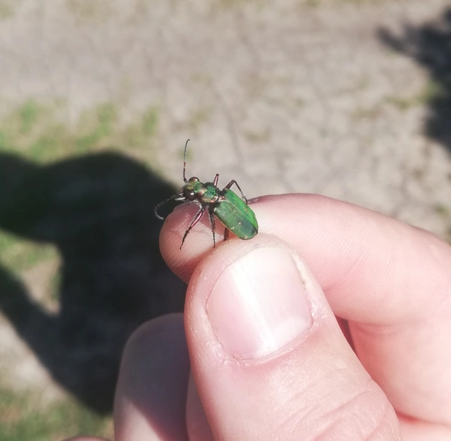 Cicindela campestris - mezei homokfutrinka