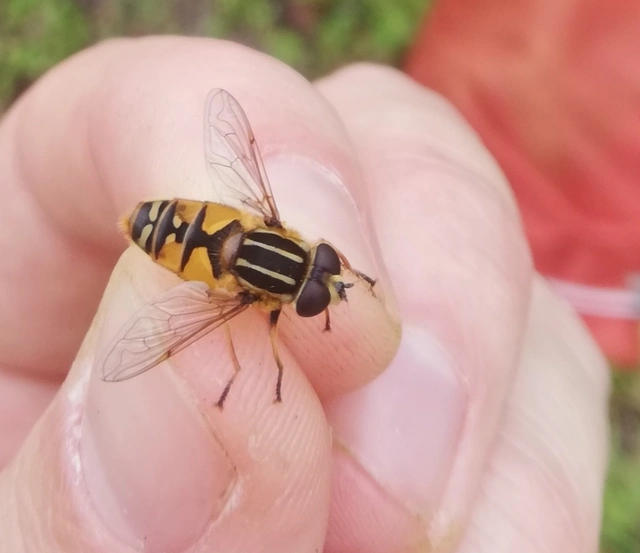 Helophilus pendulus - közönséges mocsárilégy