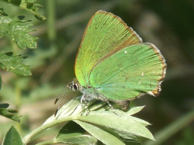 Callophrys rubi - zöldfonákú lepke