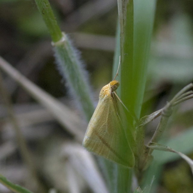 Rhodometra sacraria - rózsacsíkos araszoló