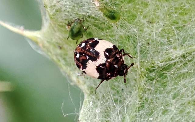 Anthrenus isabellinus
