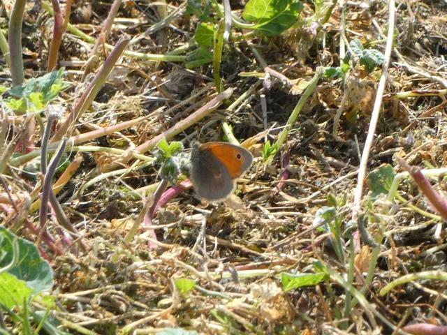 Coenonympha pamphilus - kis szénalepke