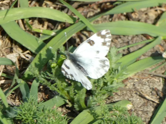 Pontia edusa - rezedalepke