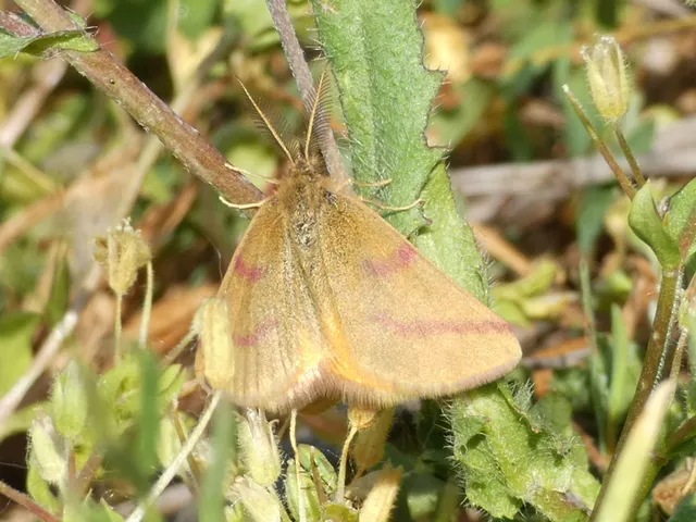 Lythria purpuraria - bíborsávos araszoló