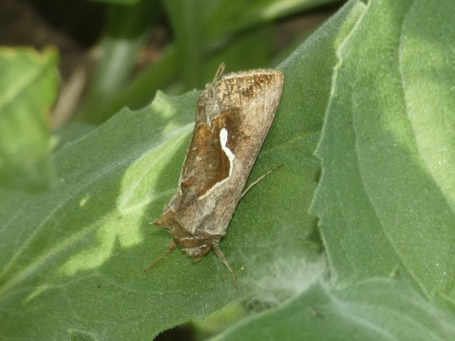 Macdunnoughia confusa - cseppfoltos ezüstbagoly