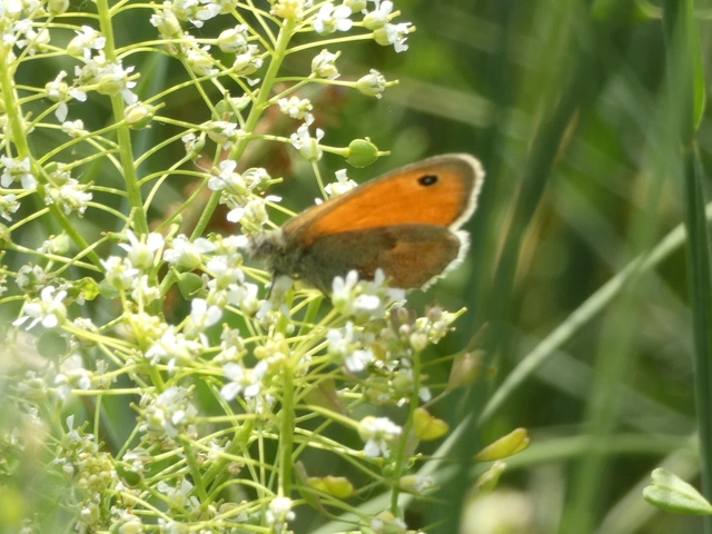 Coenonympha pamphilus - kis szénalepke
