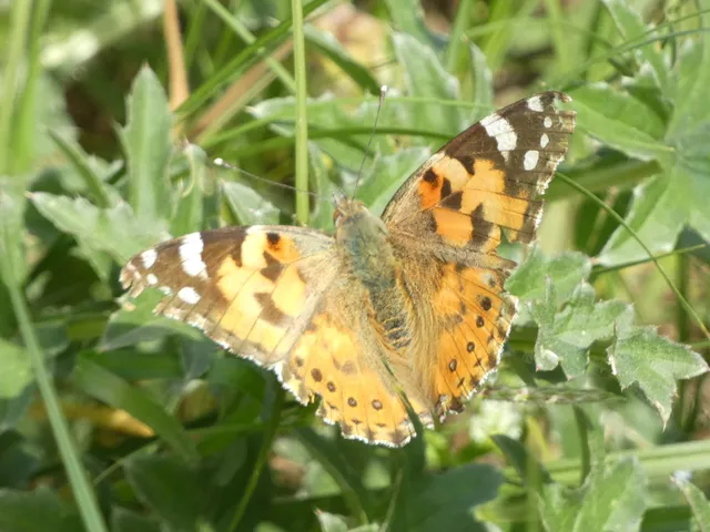 Vanessa cardui - bogáncslepke