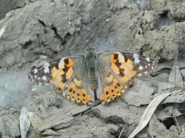 Vanessa cardui - bogáncslepke