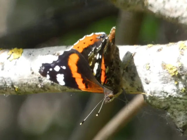 Vanessa atalanta - atalantalepke