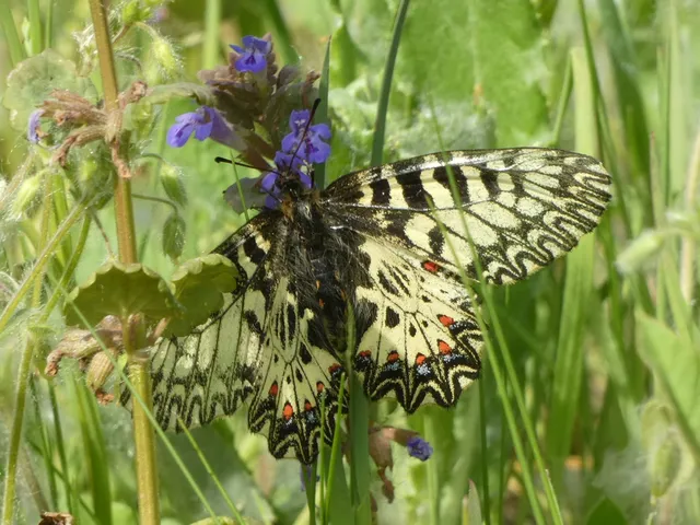 Zerynthia polyxena - farkasalmalepke