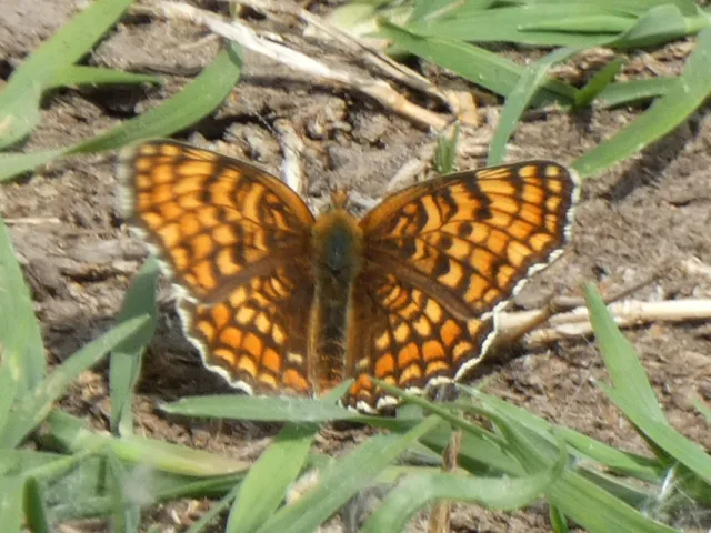 Melitaea phoebe - nagy tarkalepke
