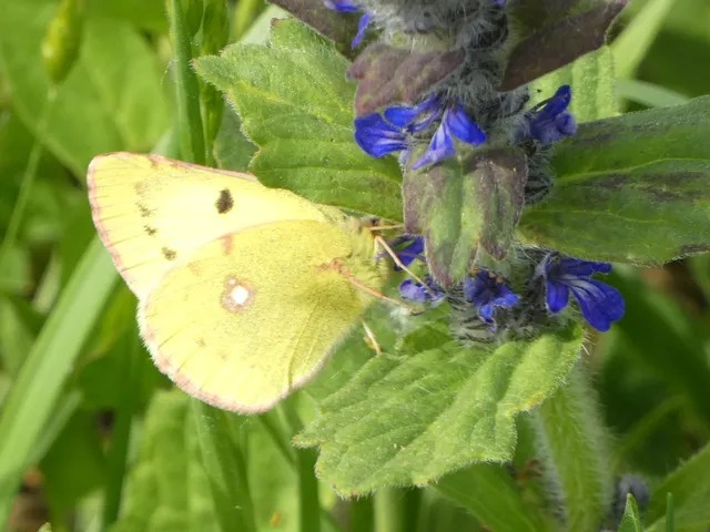 Colias hyale - kéneslepke
