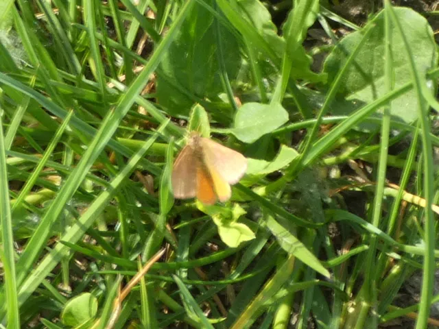 Lythria purpuraria - bíborsávos araszoló
