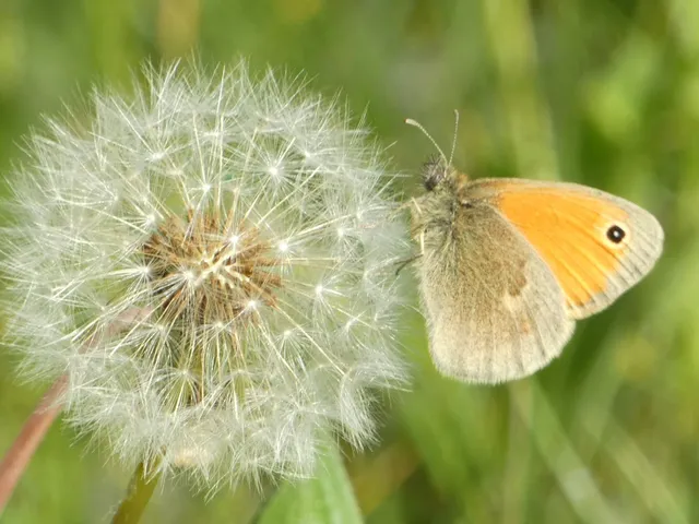 Coenonympha pamphilus - kis szénalepke