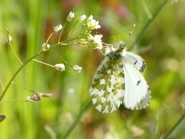 Anthocharis cardamines - hajnalpírlepke