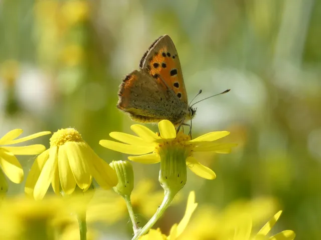 Lycaena phlaeas - közönséges tűzlepke