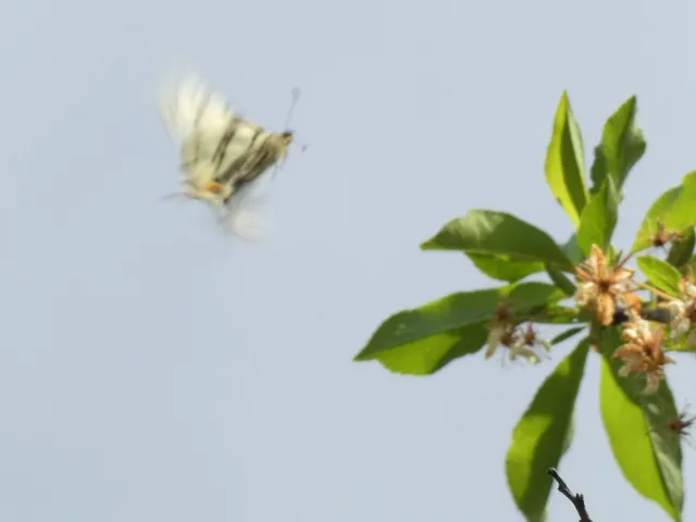 Iphiclides podalirius - kardoslepke