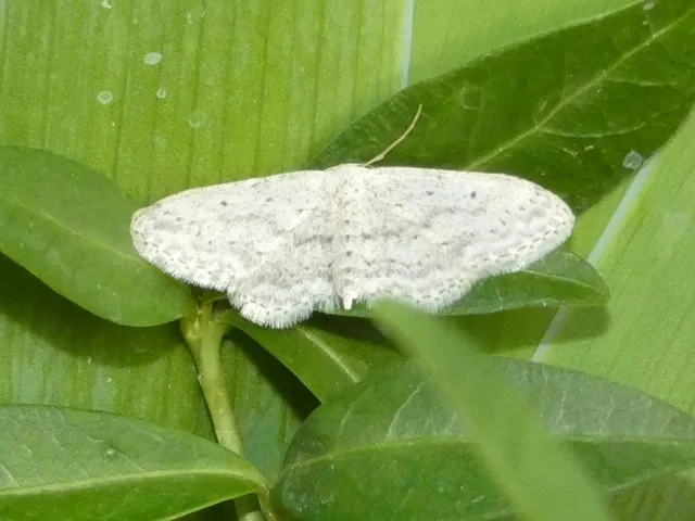 Idaea seriata - szürke apróaraszoló