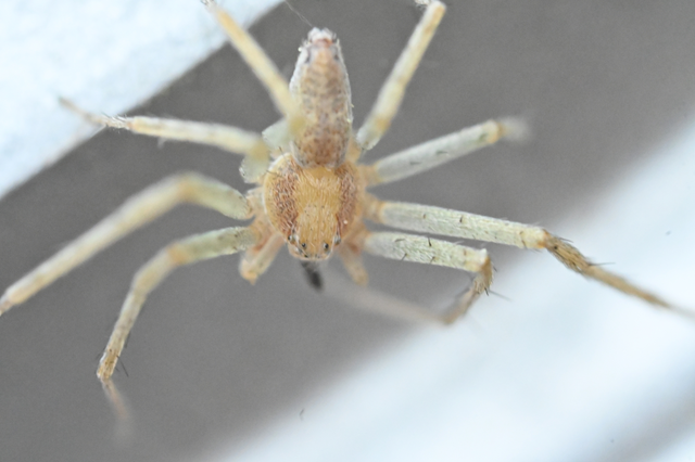 Philodromus albidus