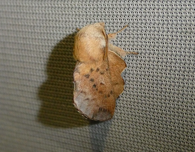 Phyllodesma tremulifolia - nyárlevélpohók