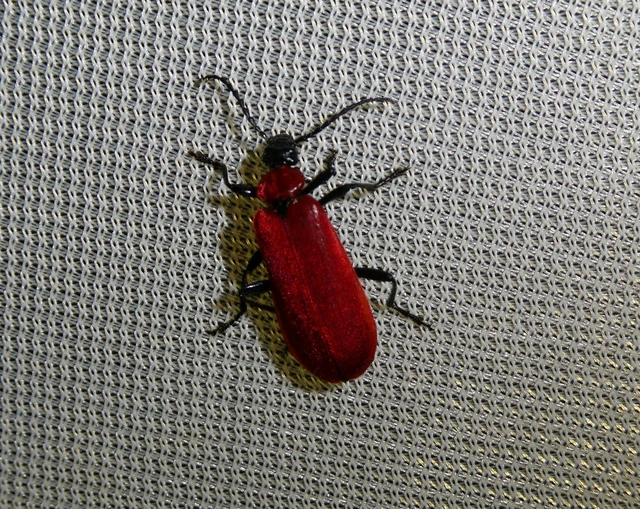 Pyrochroa coccinea - nagy bíborbogár