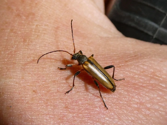 Cortodera humeralis - négyfoltos cserjecincér