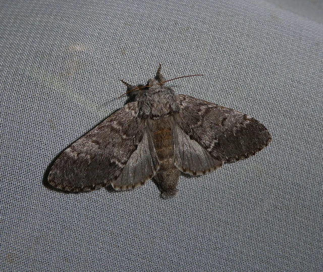 Drymonia ruficornis - cserfa-púposszövő