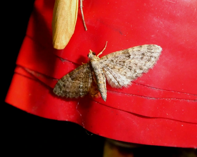 Eupithecia dodoneata - tölgy-törpearaszoló