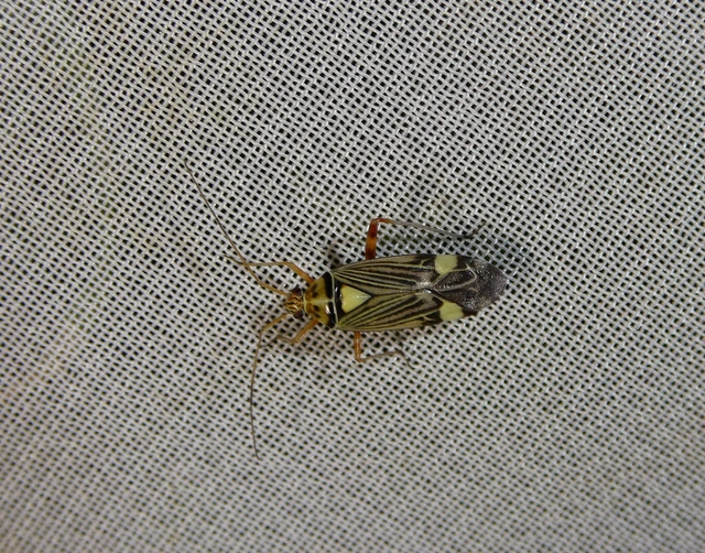Rhabdomiris striatellus - zebra-mezeipoloska