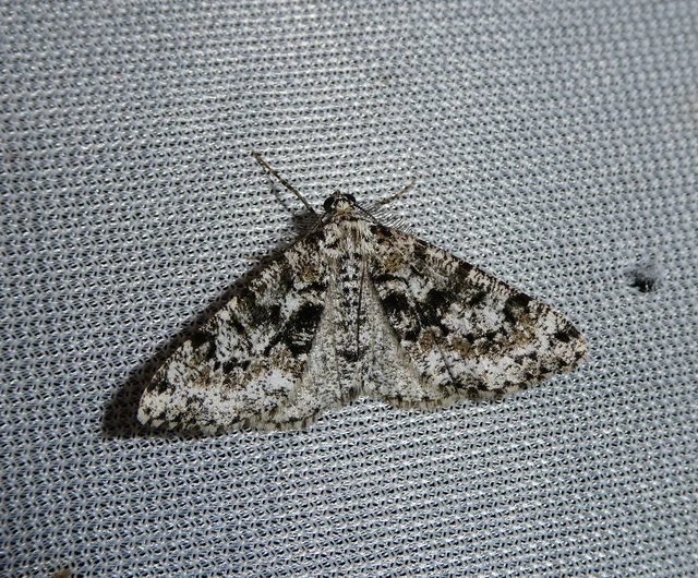 Fagivorina arenaria - bükkfaaraszoló