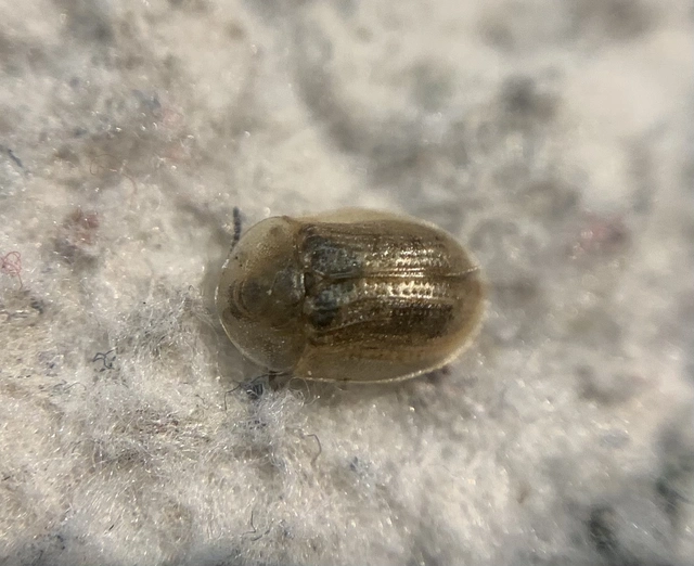 Cassida flaveola Cassida flaveola