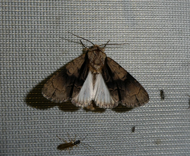 Acronicta alni - éger-szigonyosbagoly