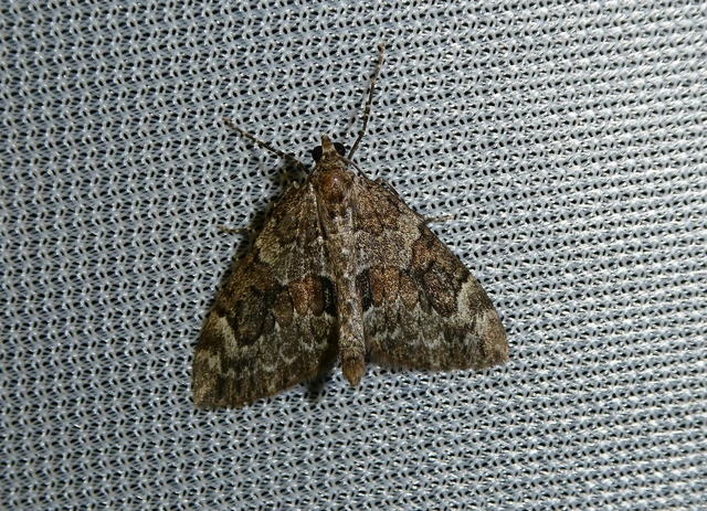 Thera variata/britannica