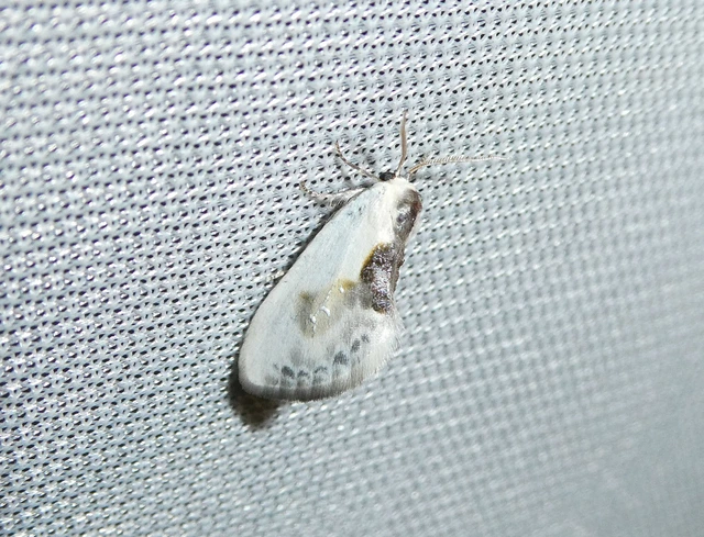 Cilix glaucata - törpe sarlósszövő