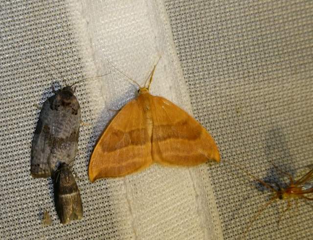 Watsonalla cultraria - bükkfa-sarlósszövő