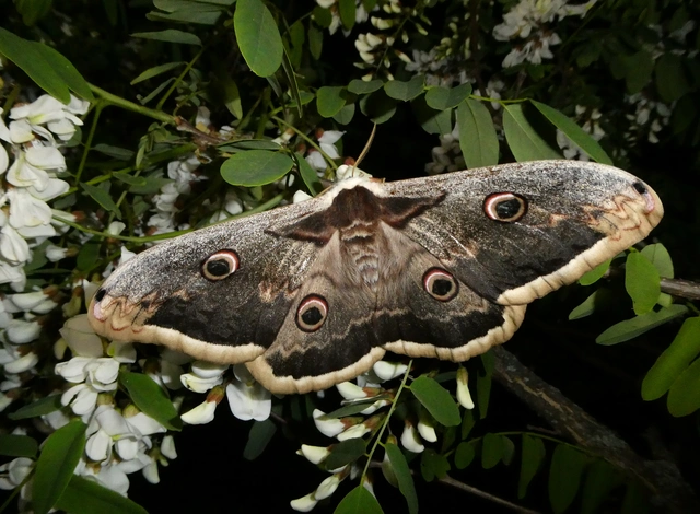 Saturnia pyri - nagy pávaszem