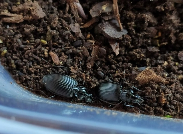 Limodromus assimilis - vöröslábú kisfutó
