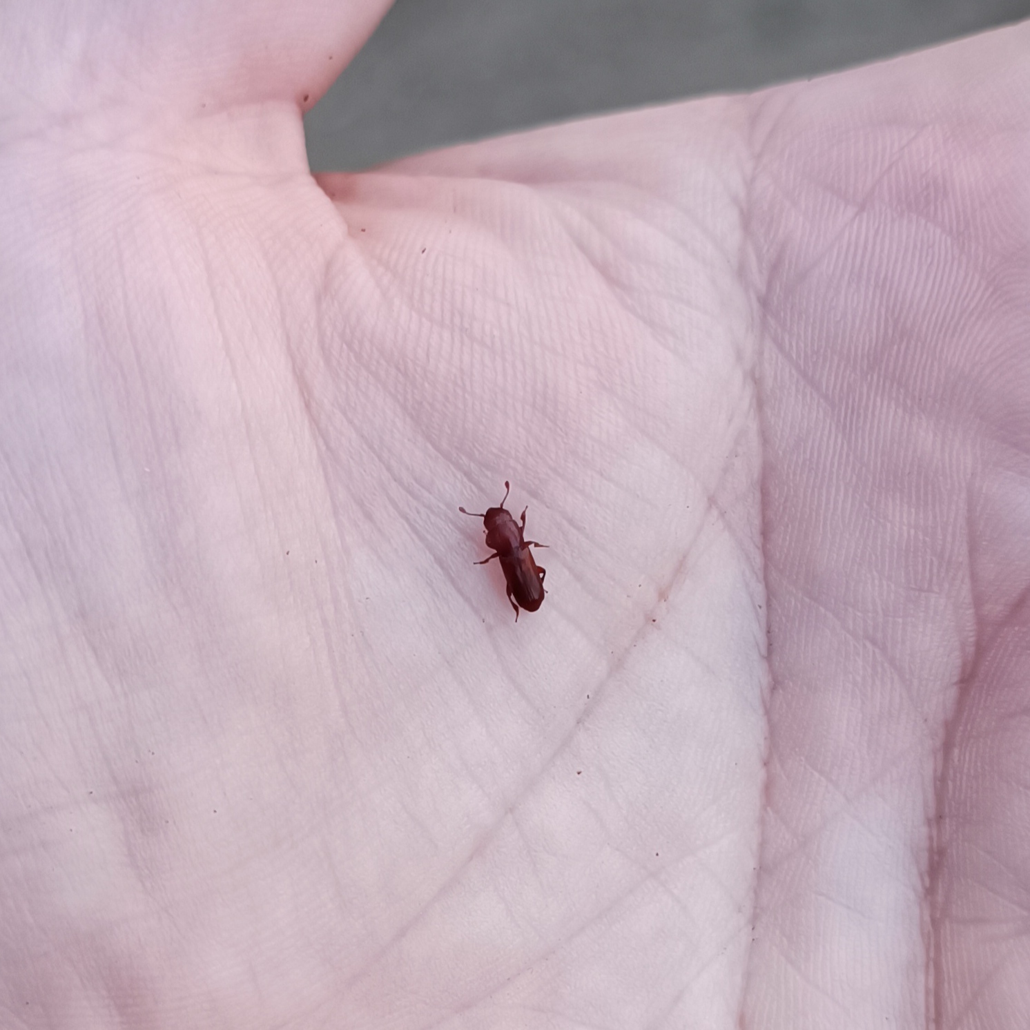 Pityophagus ferrugineus - fenyves-kéregfénybogár